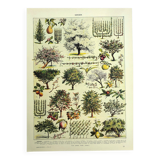 Old engraving 1928 - Orchard by A. Millot - Botanical plate of fruit