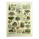Old engraving 1928 - Orchard by A. Millot - Botanical plate of fruit