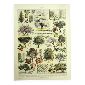 Old engraving 1928 - Orchard by A. Millot - Botanical plate of fruit
