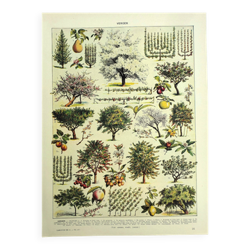 Old engraving 1928 - Orchard by A. Millot - Botanical plate of fruit