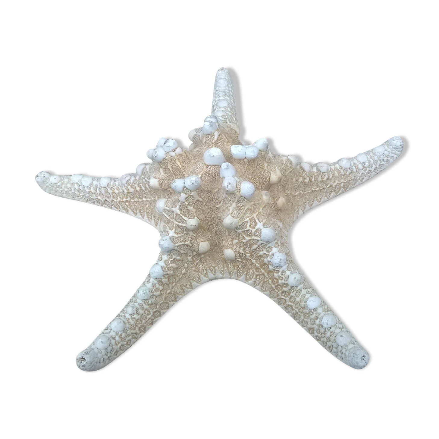 Authentic starfish