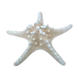 Authentic starfish