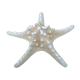 Étoile de mer authentique
