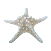 Étoile de mer authentique