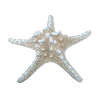 Étoile de mer authentique