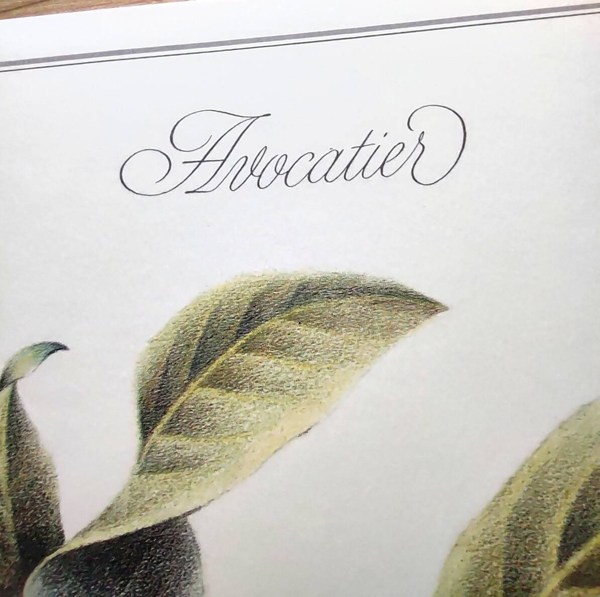 Illustration de plantes médicinales et herbes