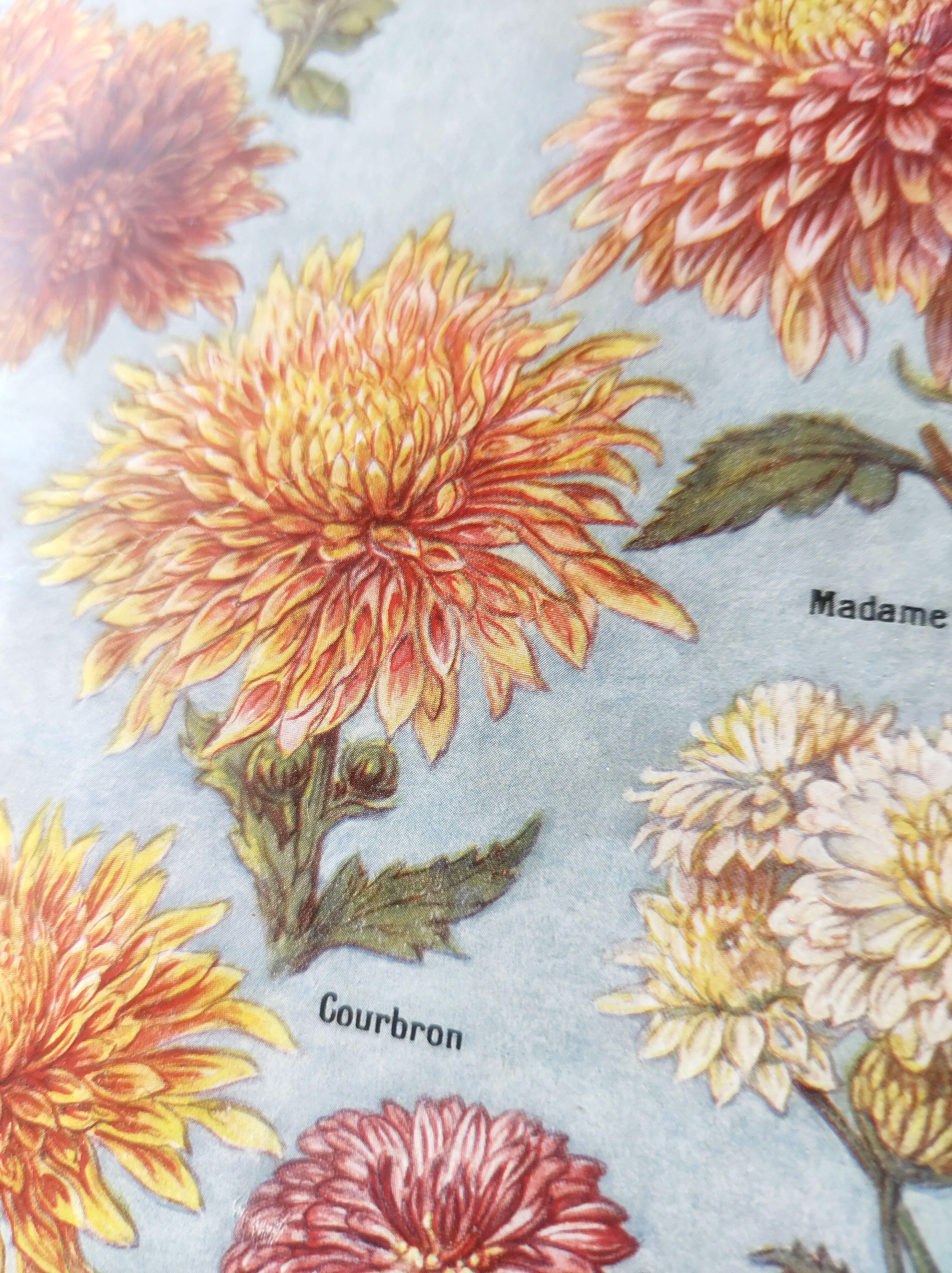 Antique print • Chrysanthemums • Original poster from 1922