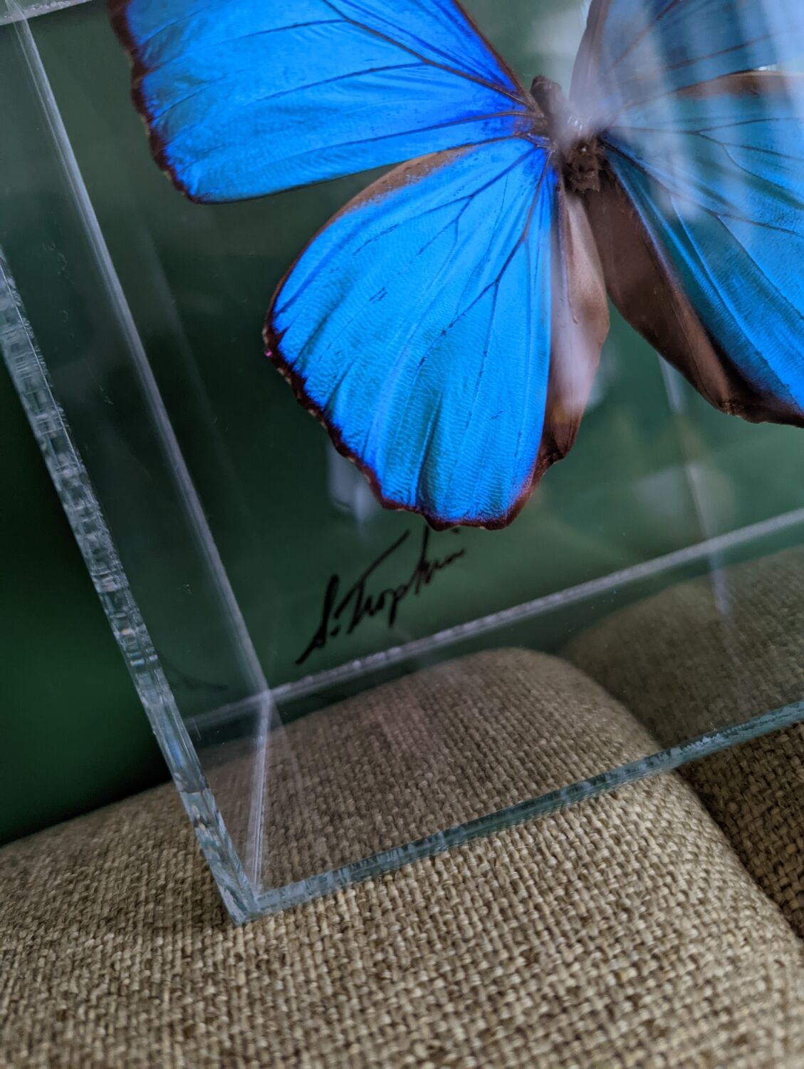 Morpho didius butterfly frame