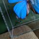 Morpho didius butterfly frame