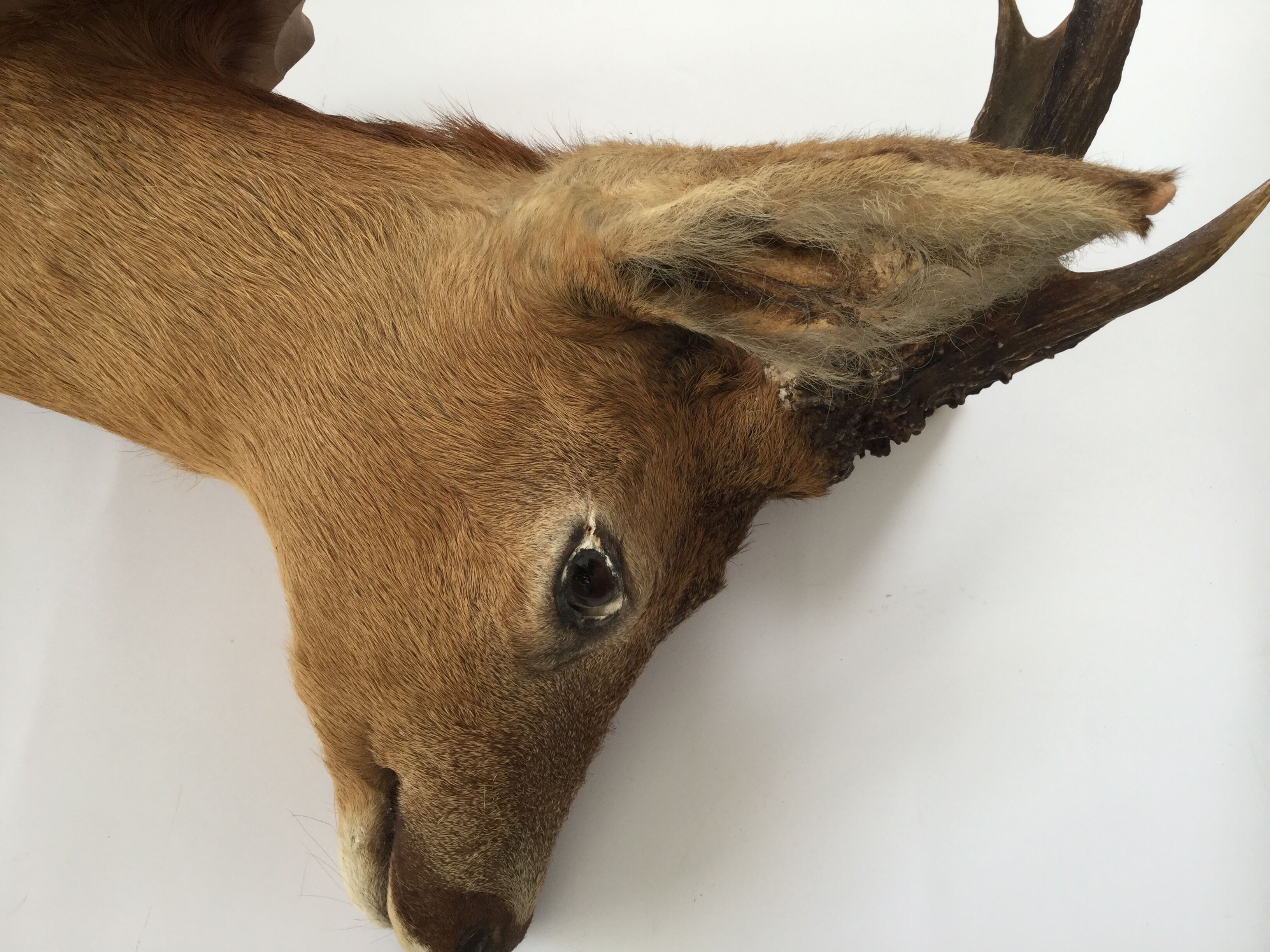 Naturalized deer head hunting trophy