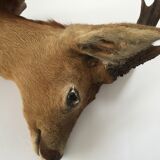 Naturalized deer head hunting trophy