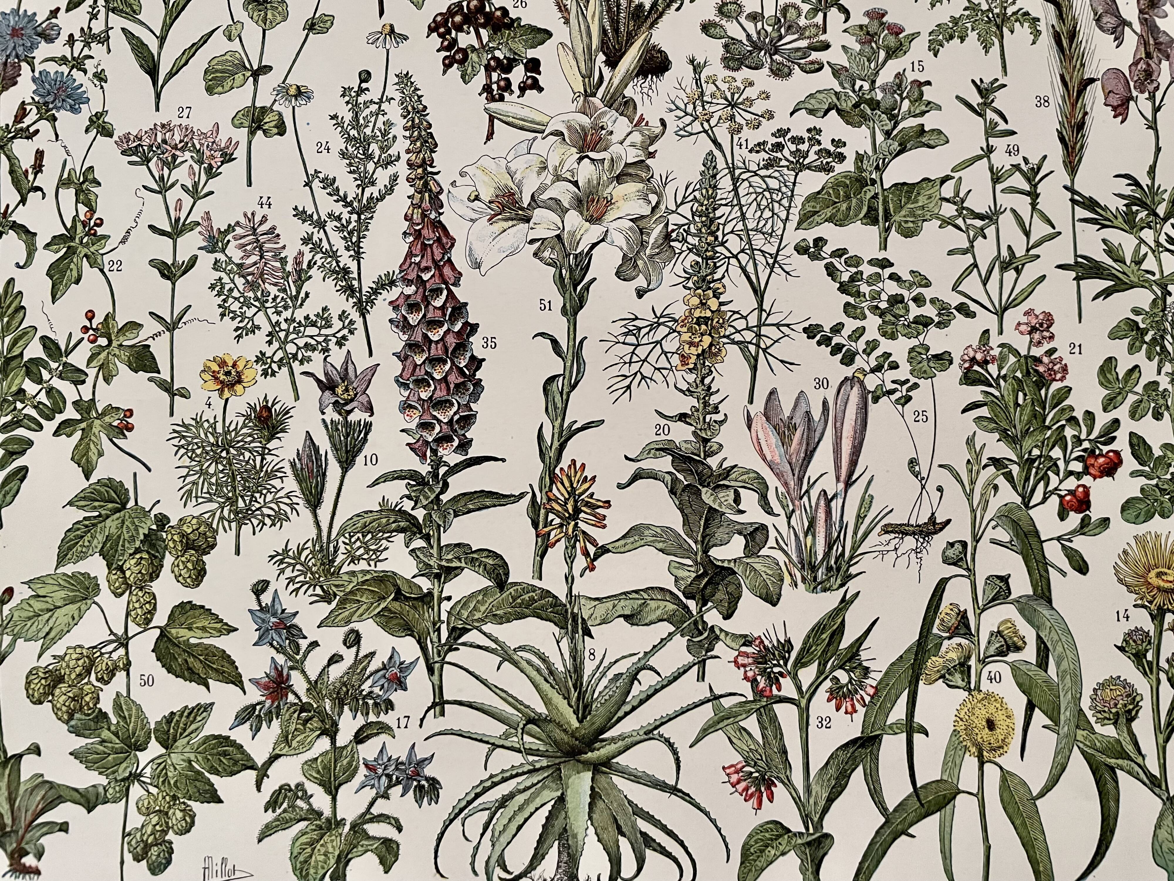 Lithograph on medicinal plants from 1928 (absinthe)