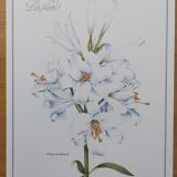 Planche de fleur -Lis Blanc- Illustration de plantes médicinales