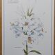 Flower board -White Lily- Illustration of medicinal plants