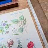 Printed in 1967, calming plants.