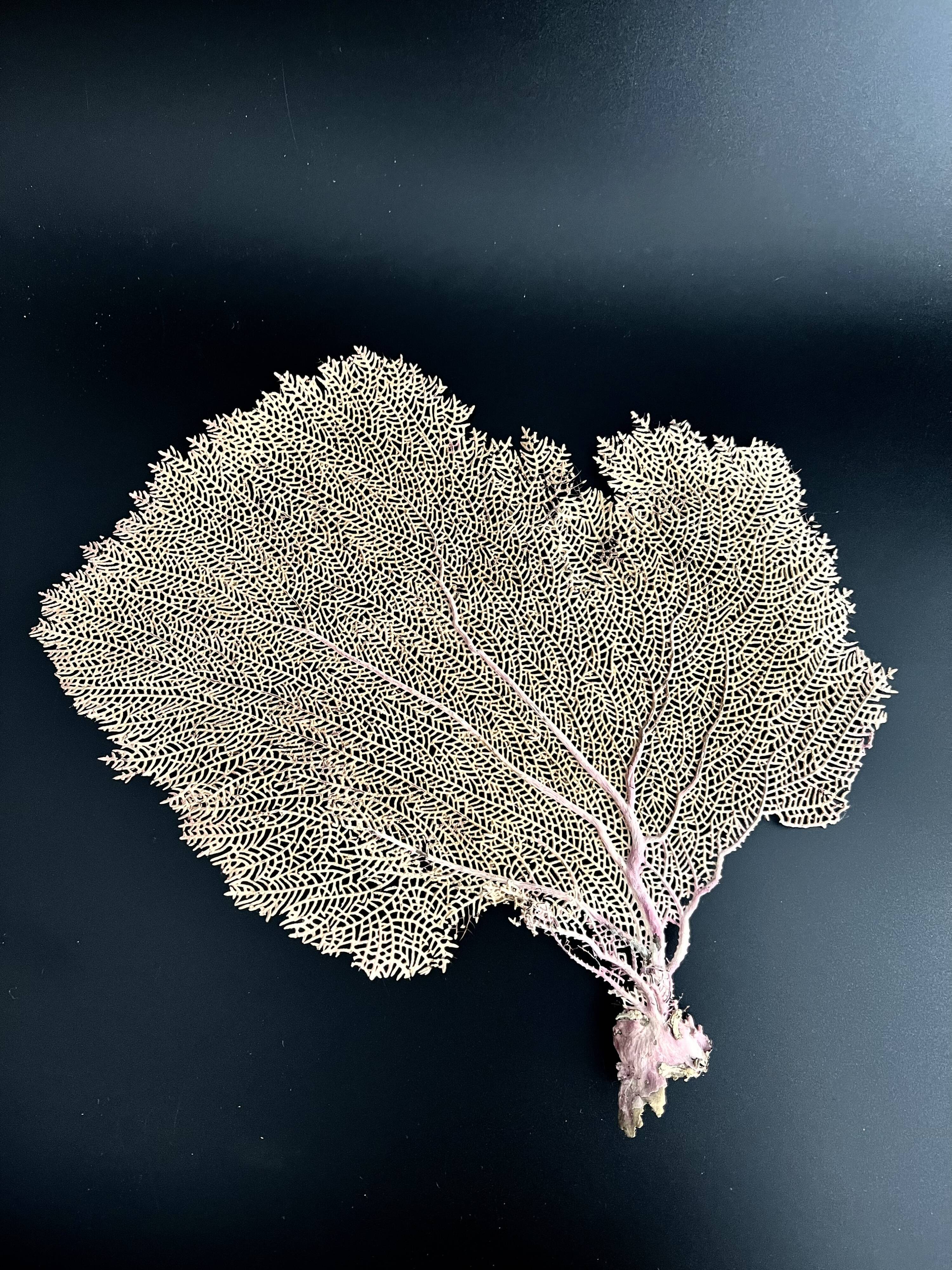 LARGE MODEL GORGON ANCIENT CORAL