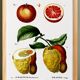 Poster about citrus fruits, based on an old engraving from 1802