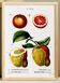 Affiche sur les agrumes, d’après une gravure ancienne de 1802