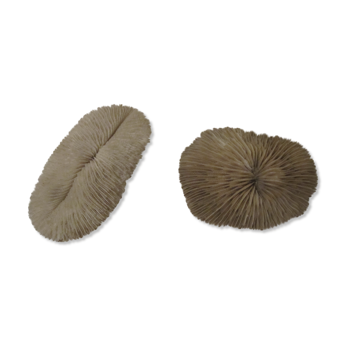 Coral white set vintage deco