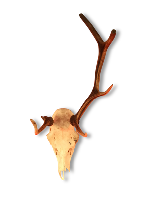 Ancien crâne de cerf avec bois