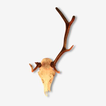 Former head of deer with withered wood, irregular 6 corns