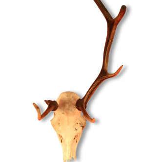Ancien crâne de cerf avec bois atrophié, 6 cors irrégulier