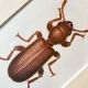 Beetle illustration