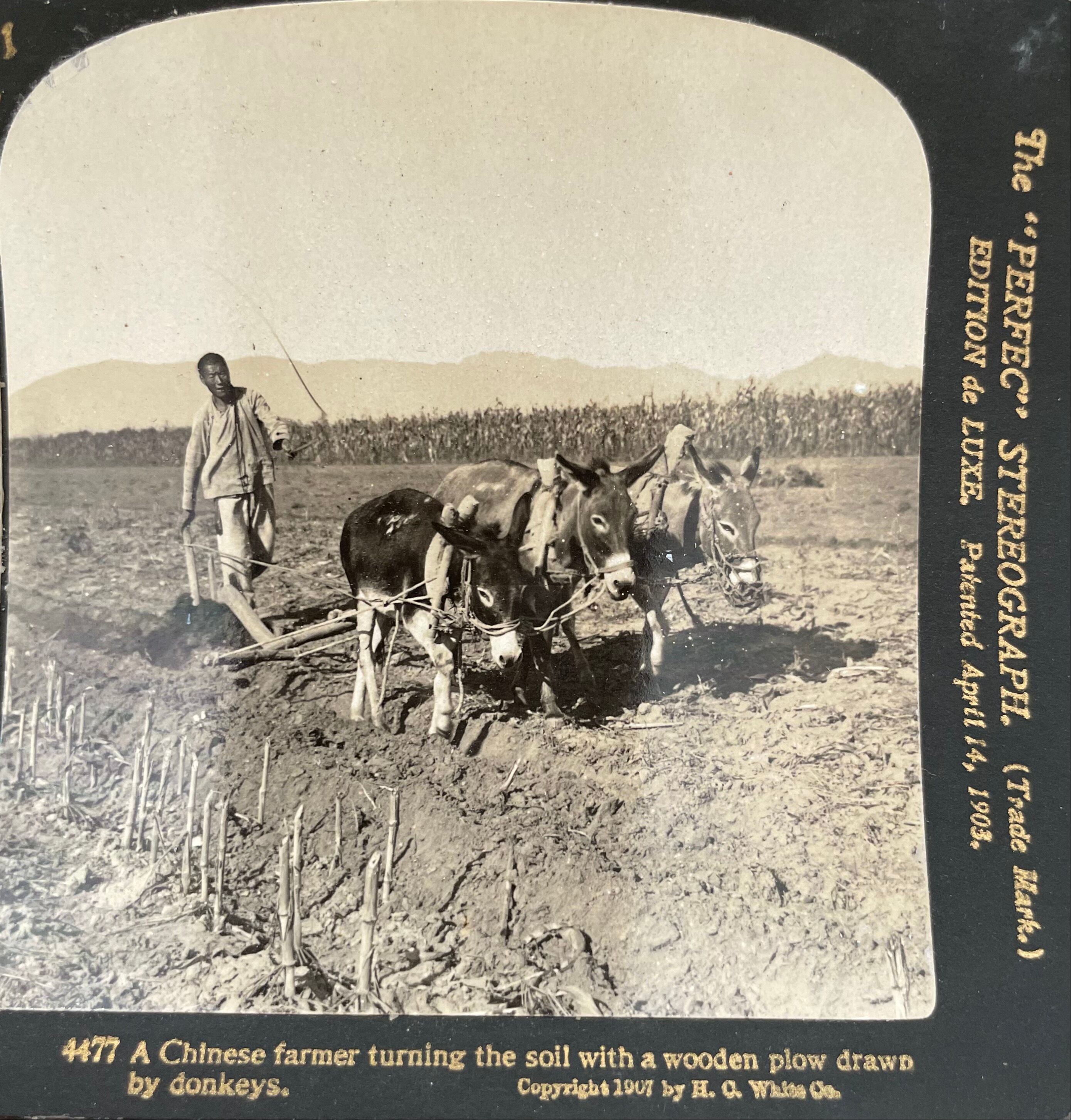 Old photography stereo, stereograph, luxury albumin 1903 Chinese farmer