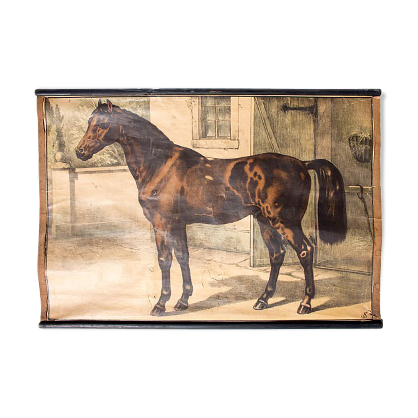 Affiche pédagogique cheval 1897