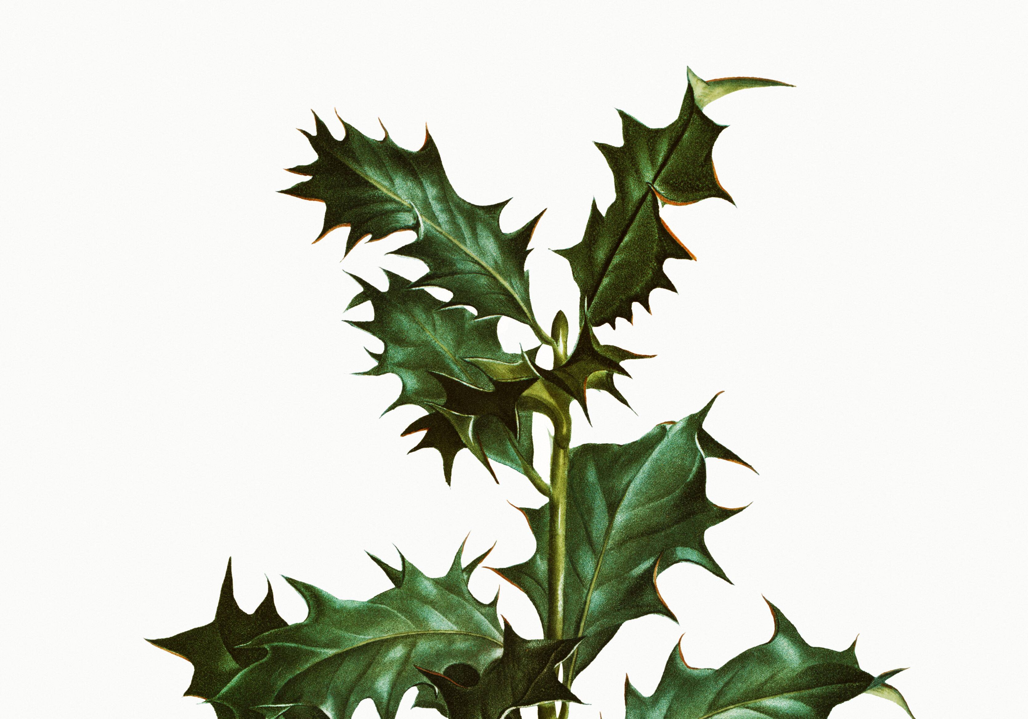 Poster about holly, after an engraving from 1802