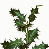 Poster about holly, after an engraving from 1802