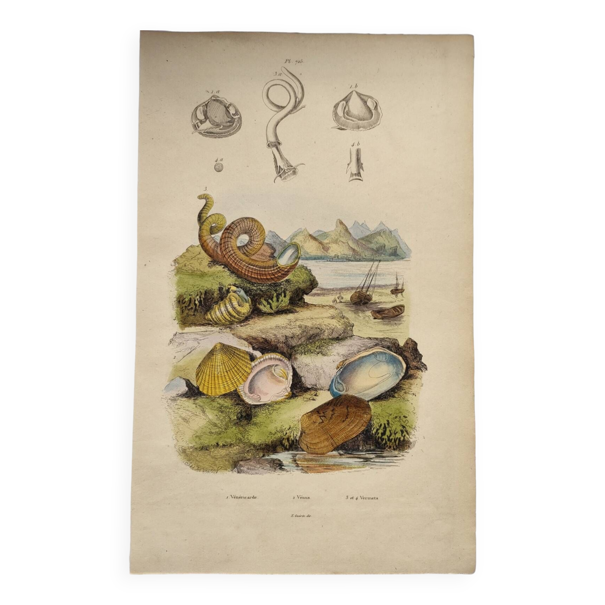 Old engraving from 1838 - Venericard shell - Original zoological and maritime plate