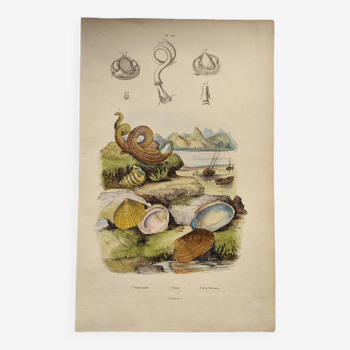 Gravure ancienne de 1838 -Coquillage Vénéricarde- Planche zoologique et maritime original
