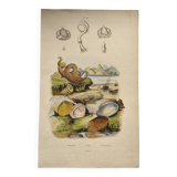 Old engraving from 1838 - Venericard shell - Original zoological and maritime plate