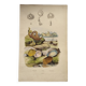 Old engraving from 1838 - Venericard shell - Original zoological and maritime plate