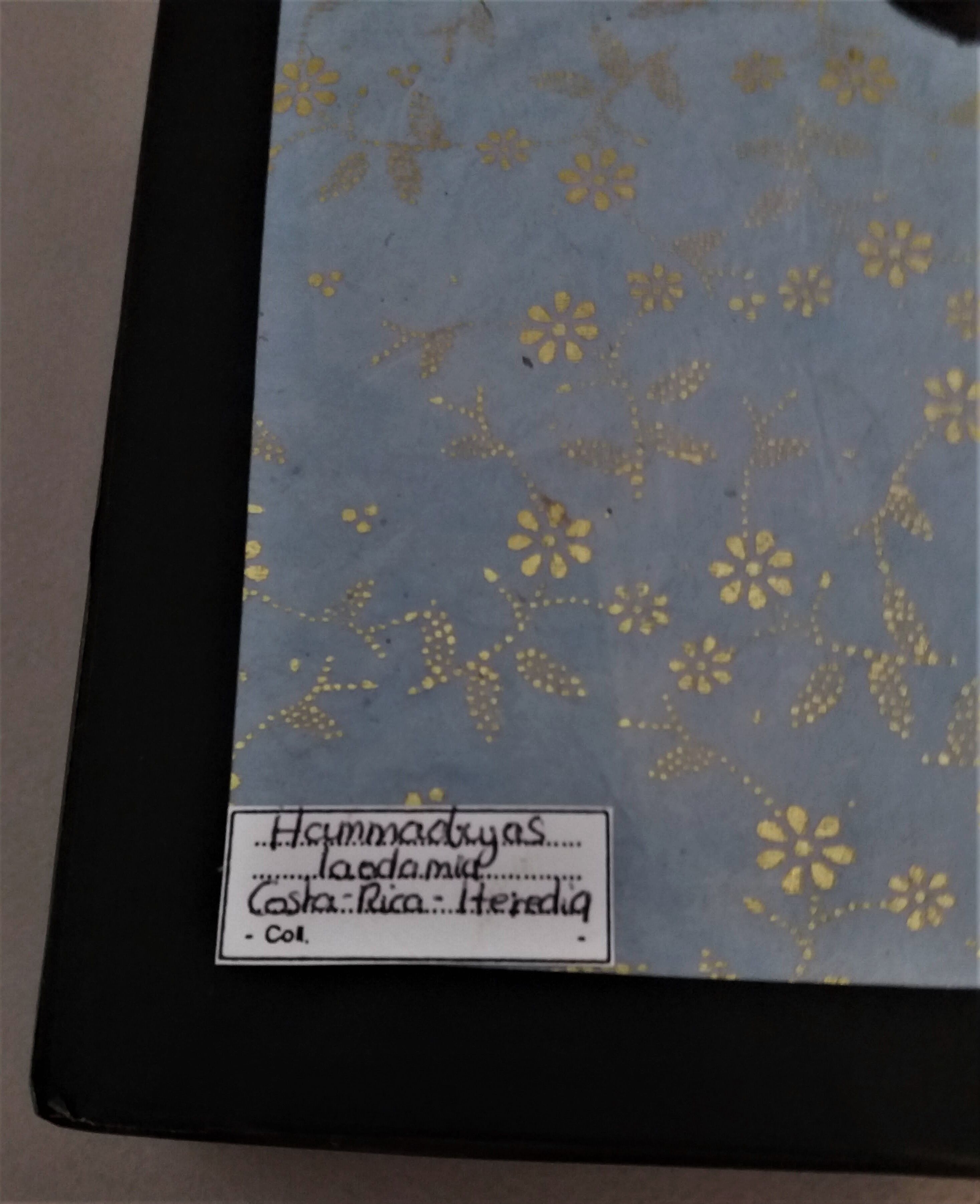 Entomology frame with butterfly hamadryas laodamia