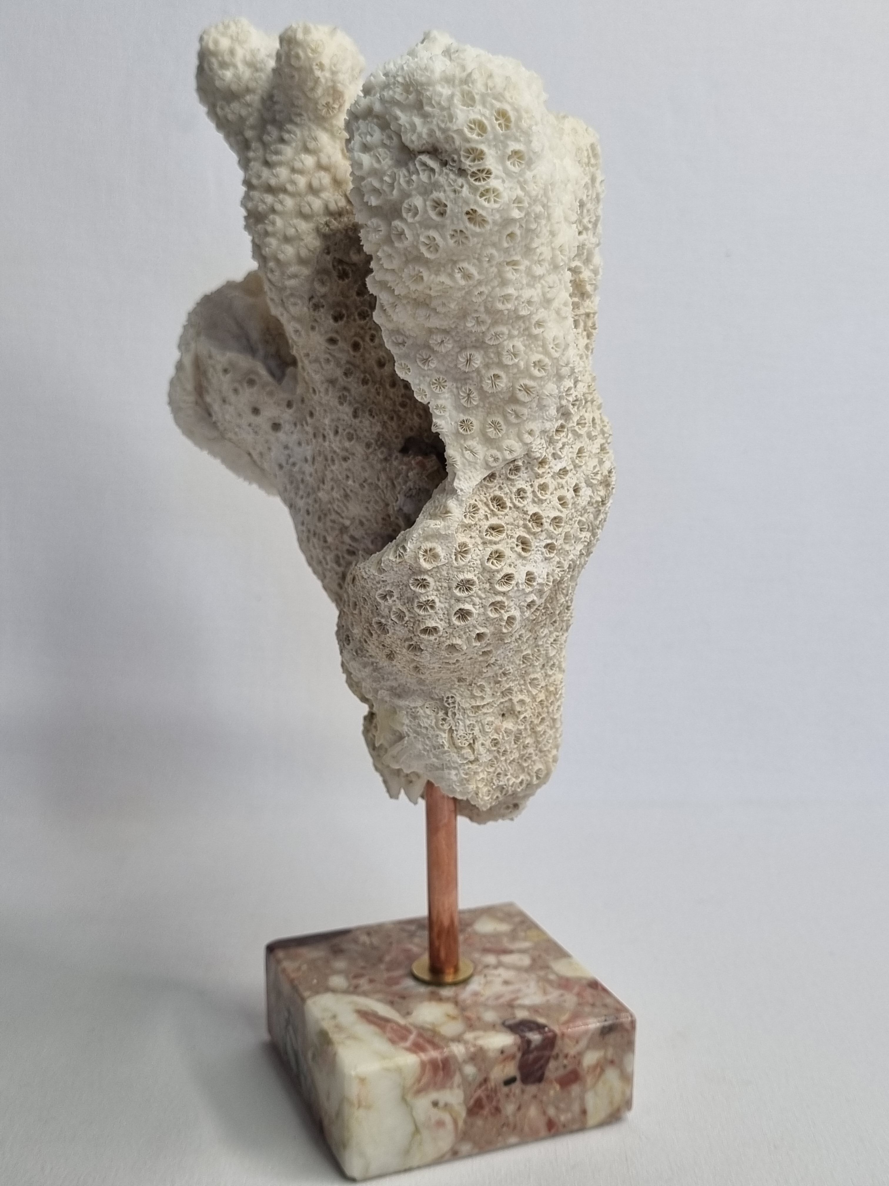Old white coral branch on pedestal, 27 cm