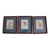 3 botanical illustrations flowers Claude vinçon