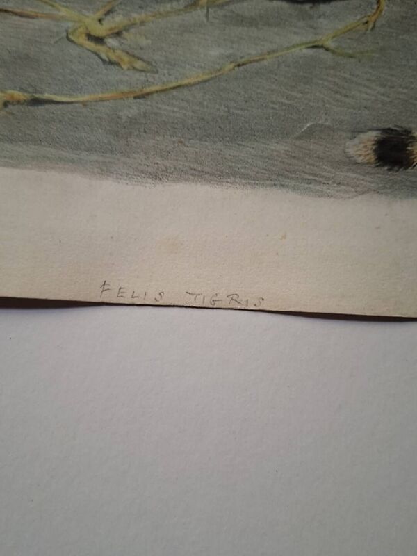 Gravure Daniel Giraud Elliot