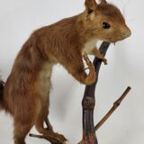 Stuffed and stuffed squirrel Taxidermy