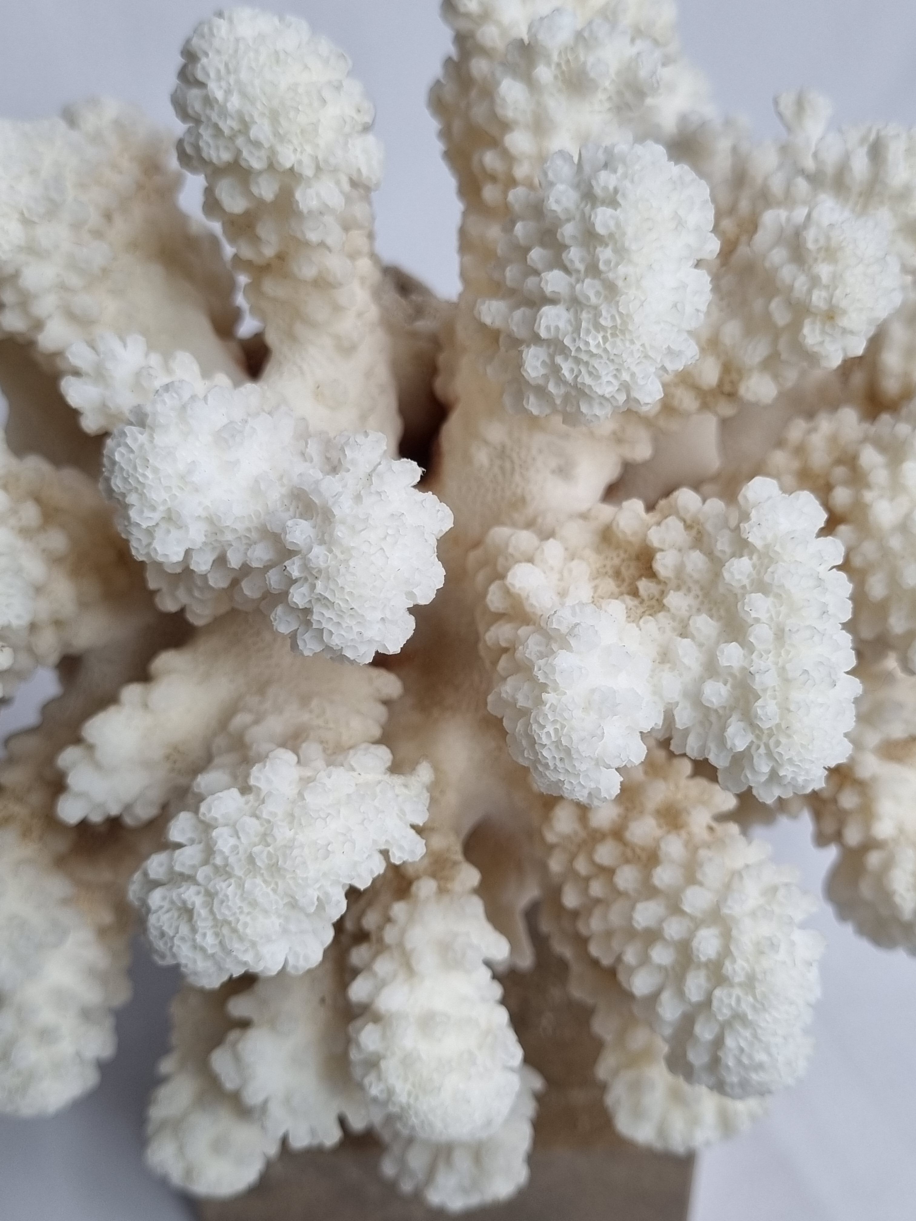 Old white coral on marble base, 20 cm