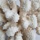 Old white coral on marble base, 20 cm