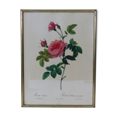 Frame rosa inermis PJ Redouté