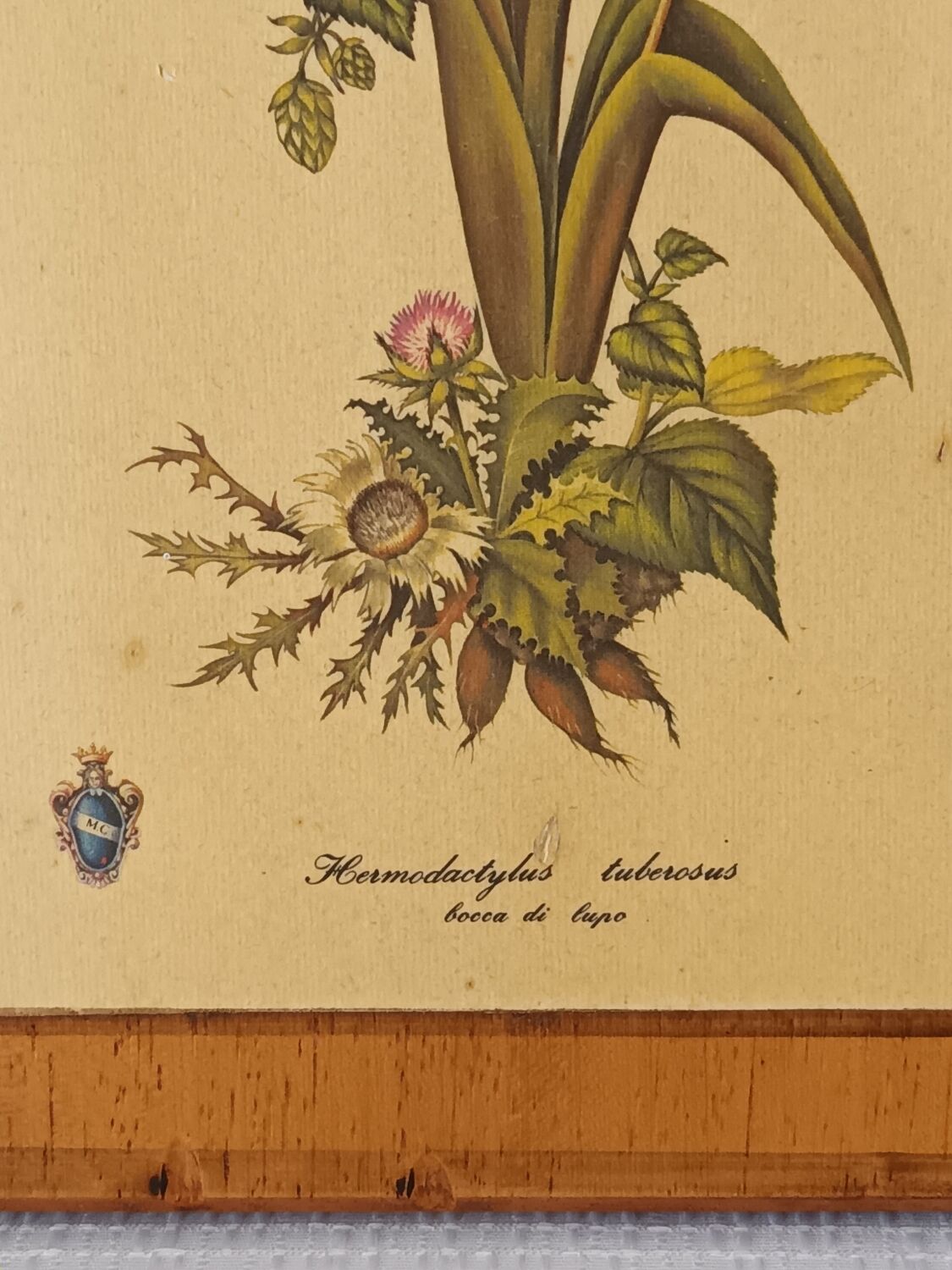 Vintage botanical boards frames