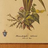 Vintage botanical boards frames