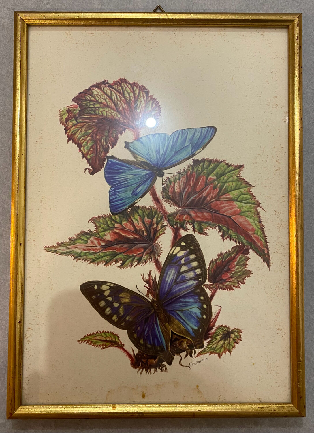 Planches zoologiques vintage -Papillons