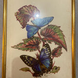 Planches zoologiques vintage -Papillons