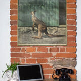 Wall poster "kangaroo" 1917