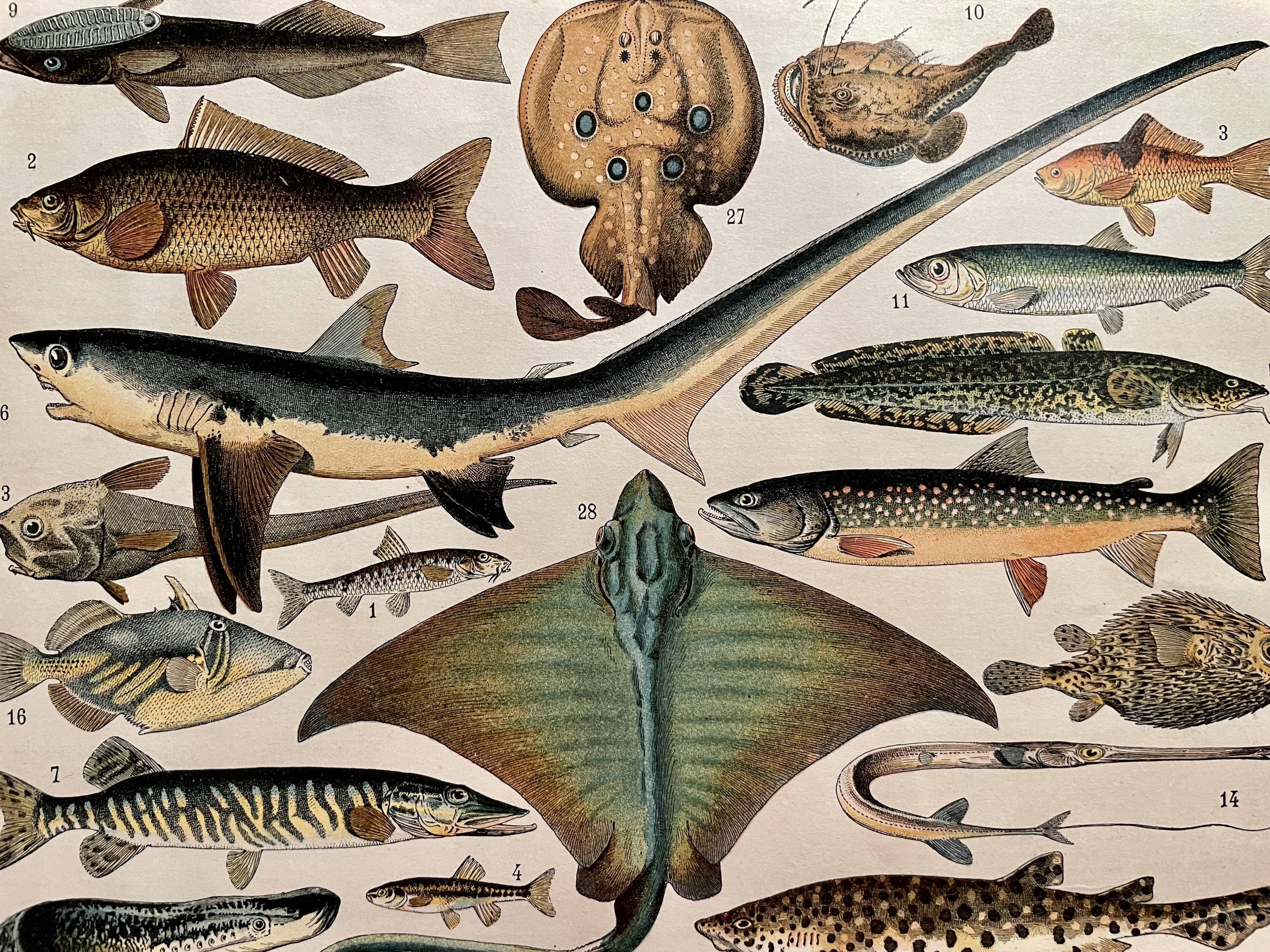 Lithograph on fish (stud) - 1900