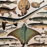 Lithograph on fish (stud) - 1900